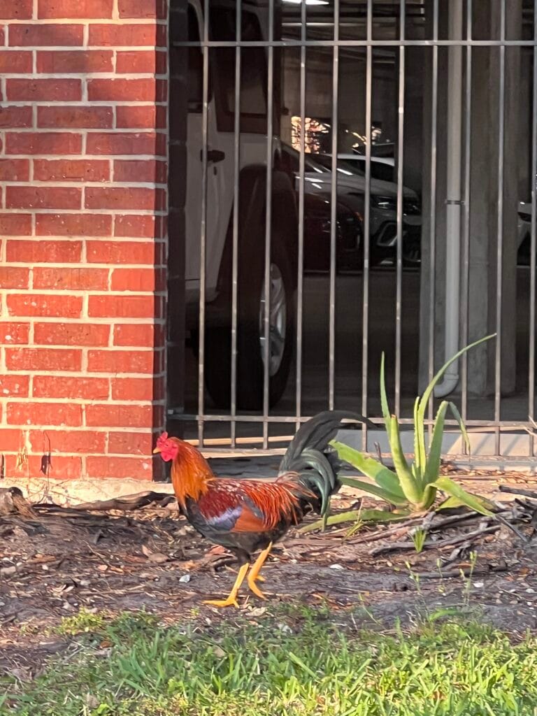 A Rooster in Ybor City