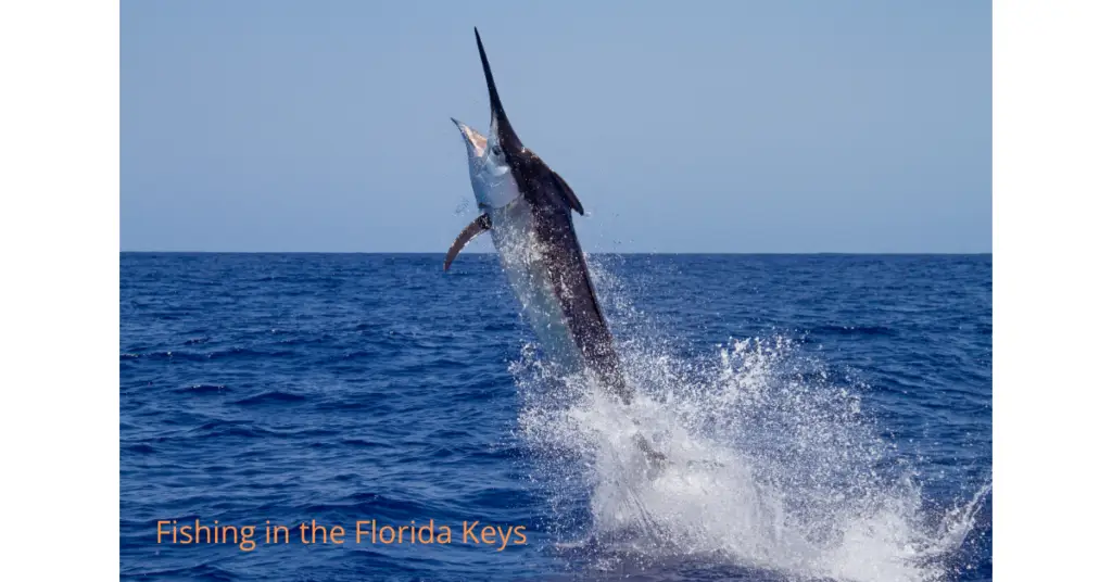 Florida Fishing in the Keys