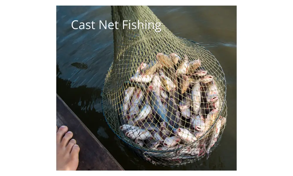 Cat Net Fishing