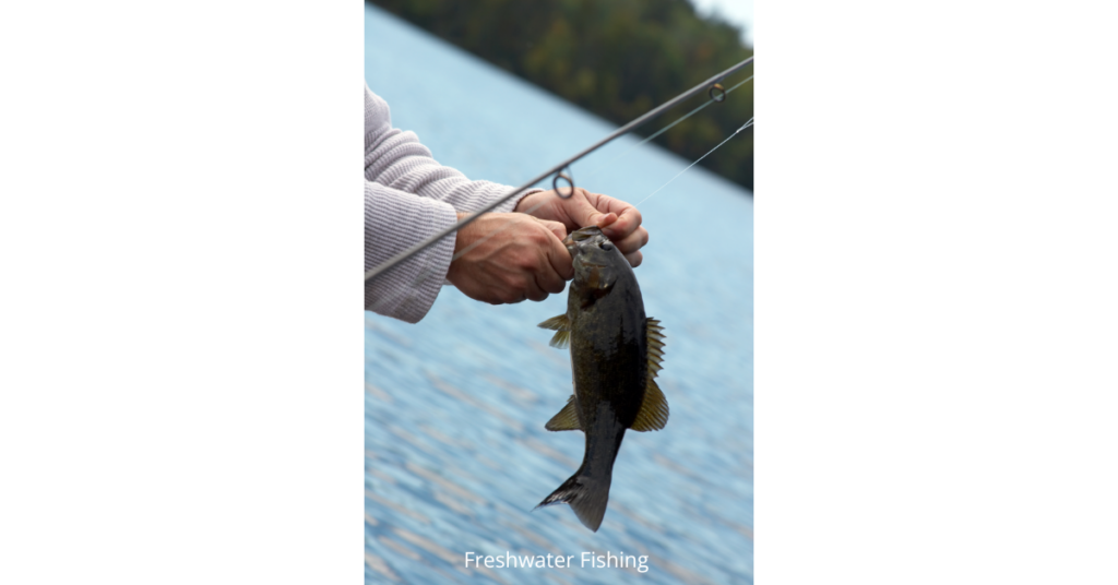 Freshwater Bass Fishing