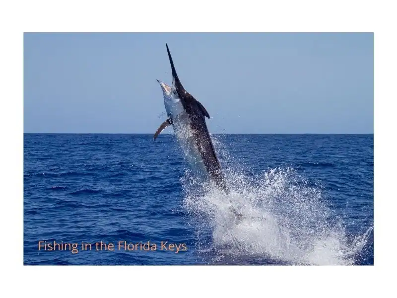 Fishing in the Keys