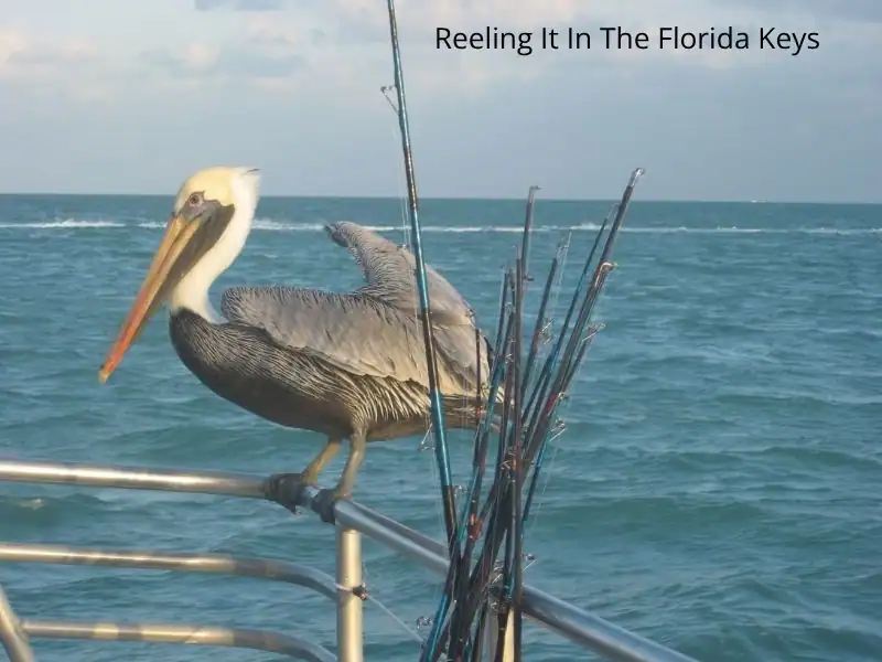 Florida Fishing in the Keys from APril to June
