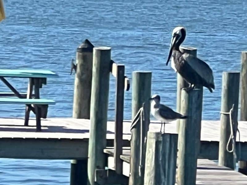 Florida Fishing Report June 2026The Complete Guide to Saltwater and Freshwater Fishing Across Florid