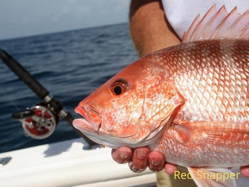 Red Snapper is a big part of Florida fishing